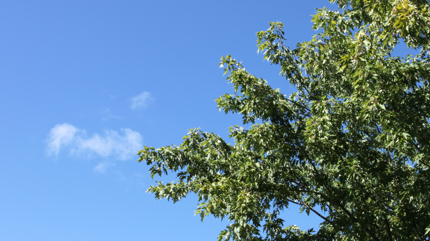 image of bead header